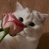 inkey_pinky_ponky