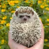 spiky_macnugget