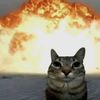 mariluvcats03
