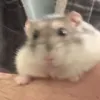 Hamochi Hamsters
