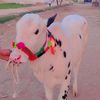 kashif.khakh.6wal