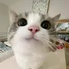 xuan.ngoc372