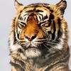 onetiger84