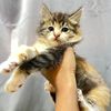 meowhaeyo