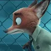 dnkc.racoon