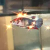 bettafish631