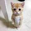 danhhphuc