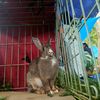 tuan_takur72