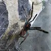 spiders_gym