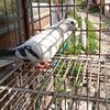 mouhmad.rajbei2