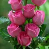 lolo199_64