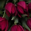 nour42298