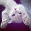 phuonq linh ><