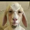 user8005540618104
