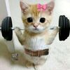 musclesigmamuffin