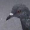 hehehehpigeon