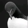 usergggqb5qcf3