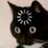suyt.cammom
