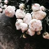 alua.11014