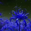1_blue_spider_lily_3