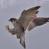 falco4493