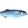 fvckingfish