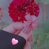 sedrasajed2