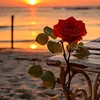 flower_li3