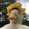 zeq_240