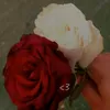 le__o05