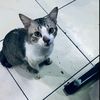 _kucing60