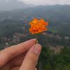 imayulitasifa