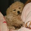 blanchethemaltipoo