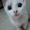 dylan_ac6