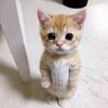 CatLovers