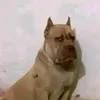 pollo_7773