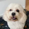 dogroomingstudio