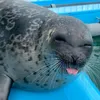 noyukoseal
