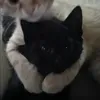 cats_on_top3