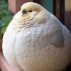 mebiggiebird