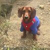 benji_salchicha