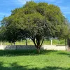 sitiojabuticaba