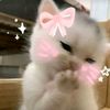 fereshteh.19