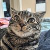 cathighoffnip