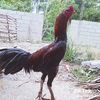 repanyuliadi