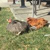 fluffychickens1