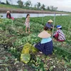 thanh.lan3995