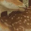 littlecreepycritters