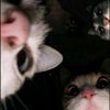 melis_str