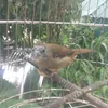 huyenanh7033